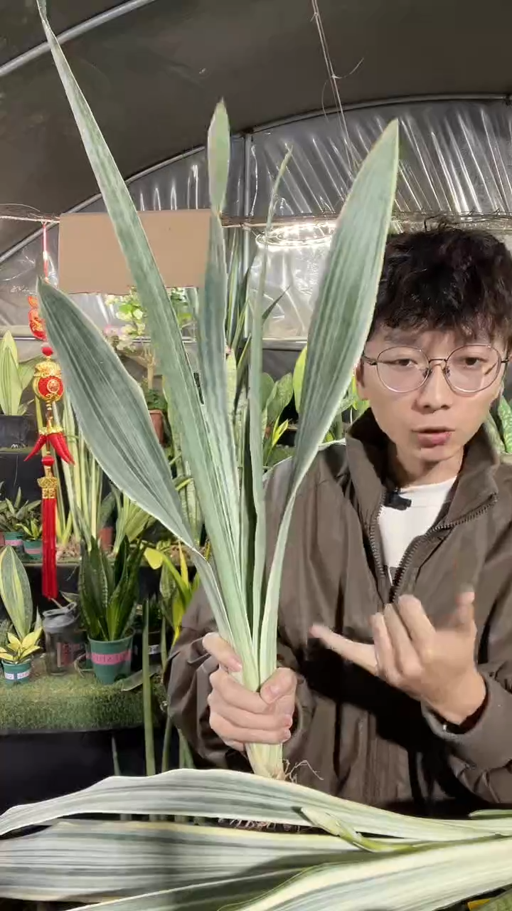 雪纹蓝龙裸根3棵27.8