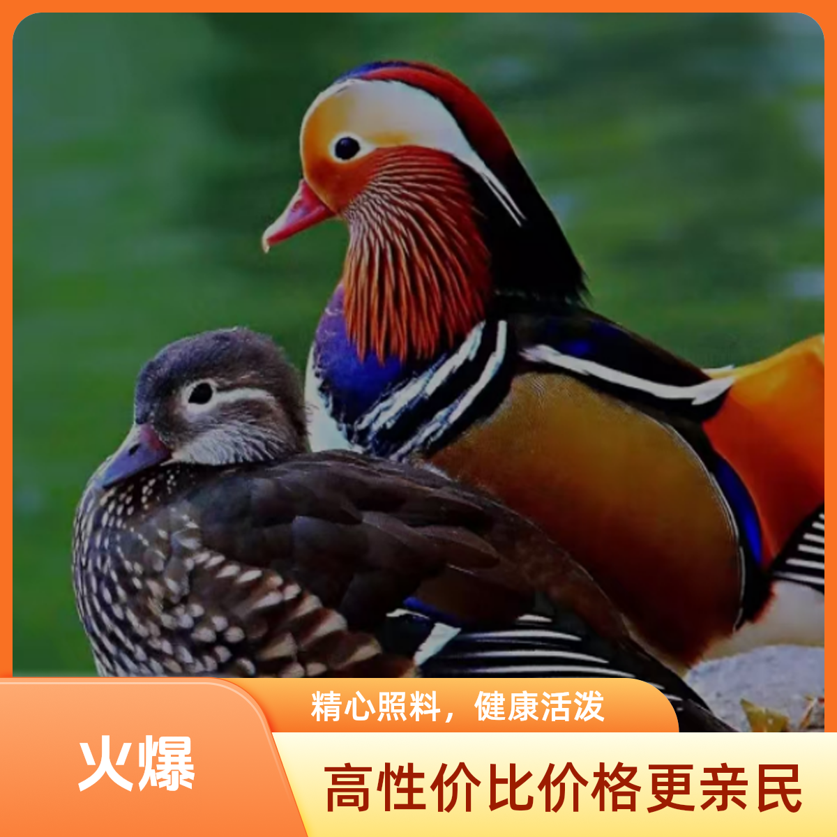 出壳一周宠物七彩鸭 宠物活体 宠物鸭苗顺丰包邮