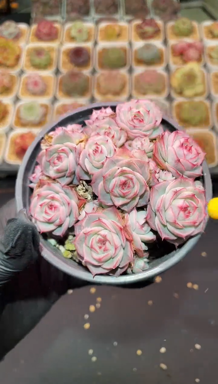 闪购3279 心花怒放群多肉一颗  