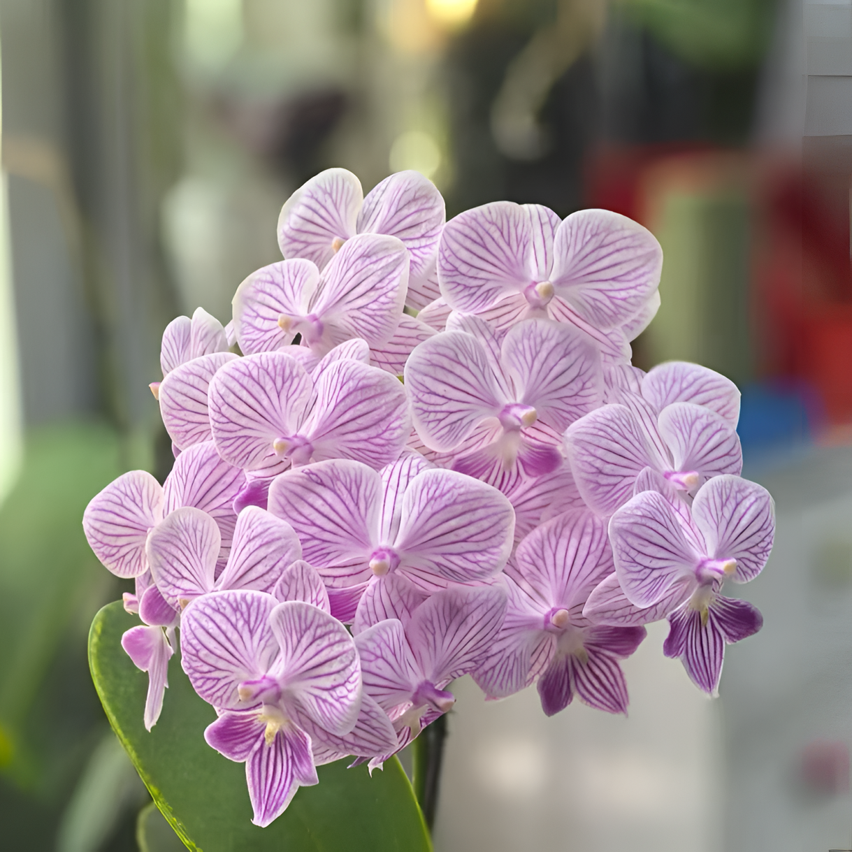 【小可爱】精品蝴蝶兰花室内阳台办公室高端花卉绿植盆栽年宵花