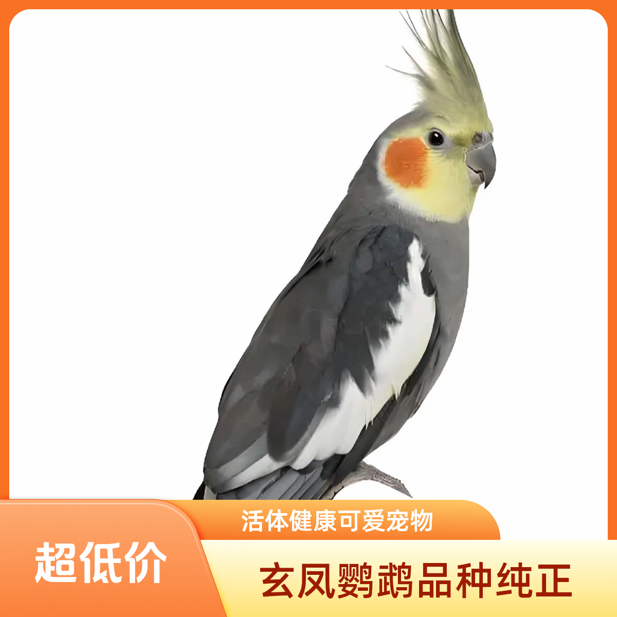手养玄凤鹦鹉活体可学说话会唱歌的可爱宠物鸟