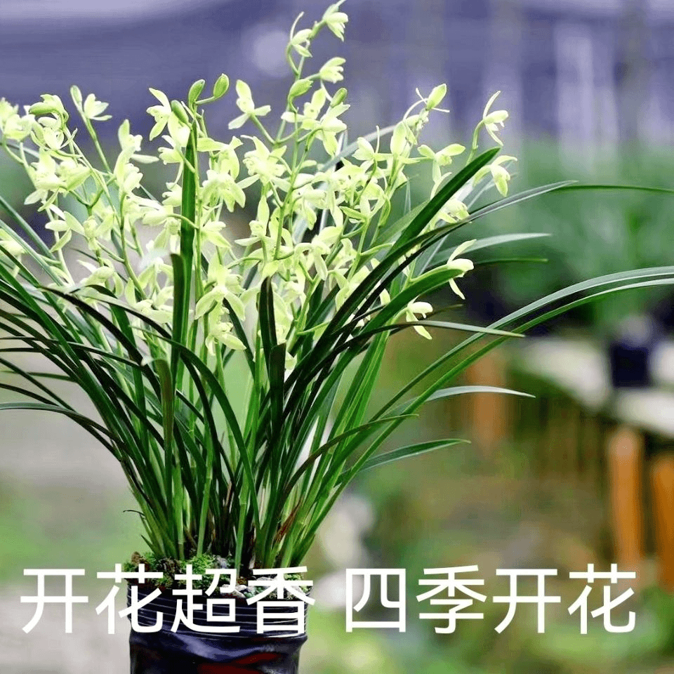 开花香室内盆栽兰花七仙女兰花带花苞浓香型兰花草