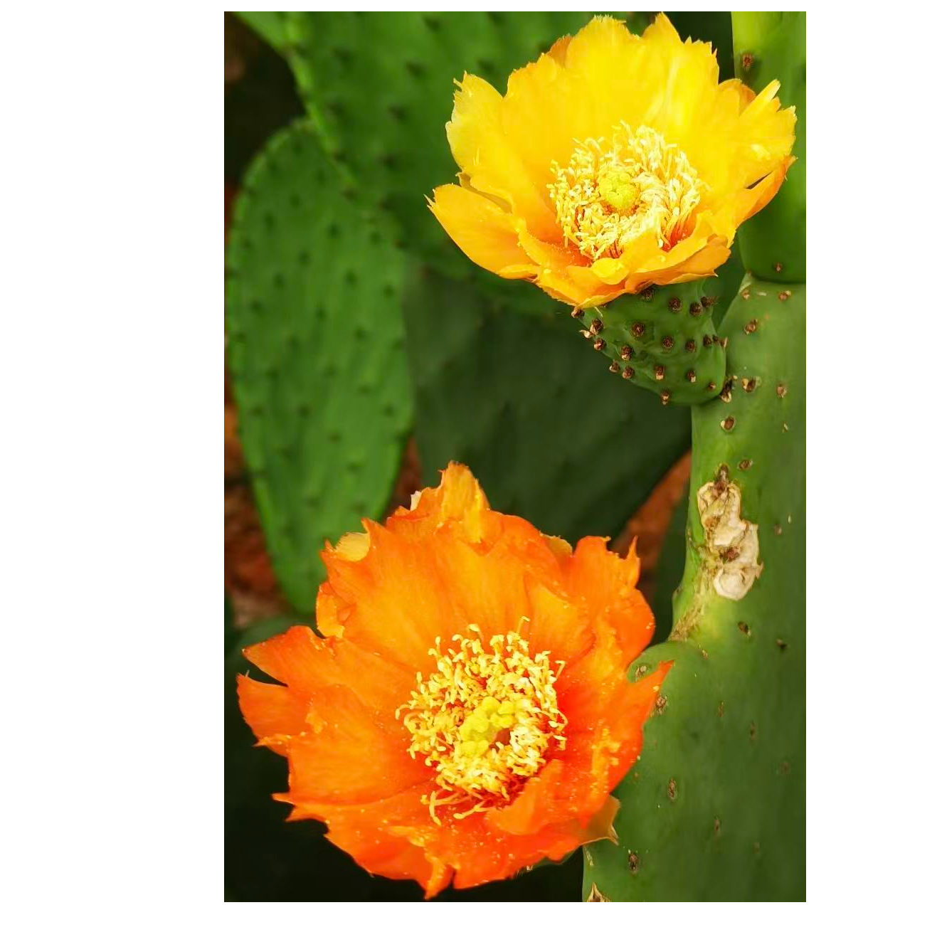 【仙建源】【冰淇淋/鹿角/黄旗】各1片/共3片