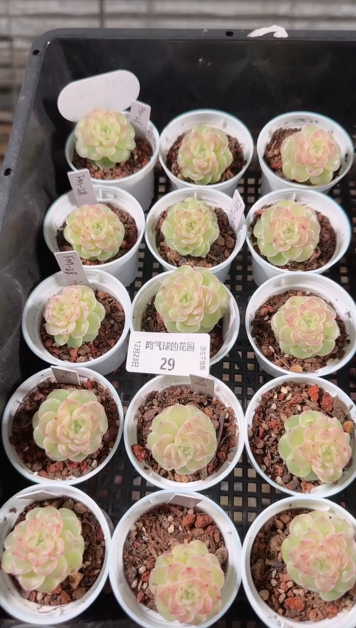 1223-29fm-28多肉量拍任意发一颗群生不包整