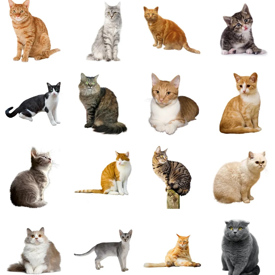 毛毛与米乐家的可爱小喵宝贝