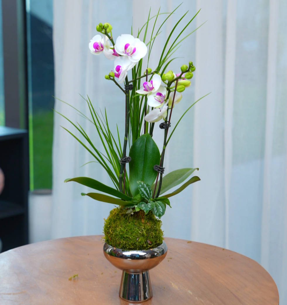 蝴蝶兰水培苔藓球室内盆栽桌面绿植年宵花招财好运植物吸附甲醛