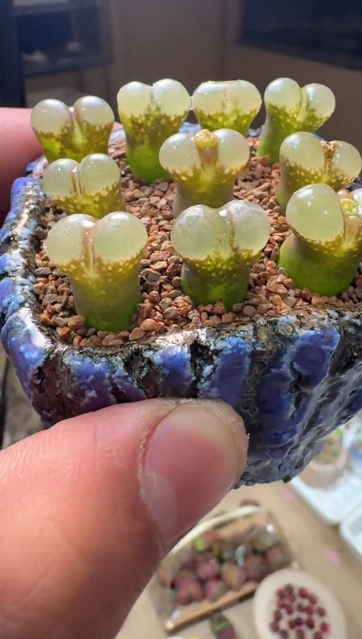 91多肉植物肉锥风铃一颗