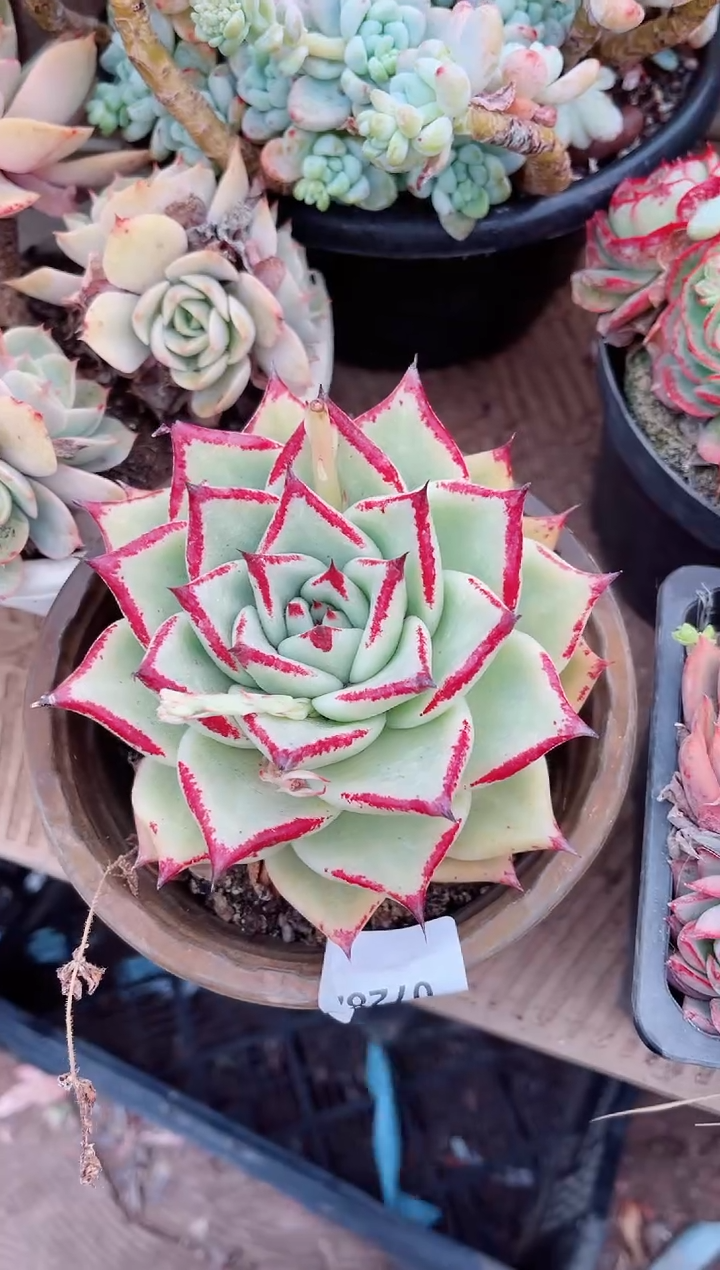 【闪购商品】07282