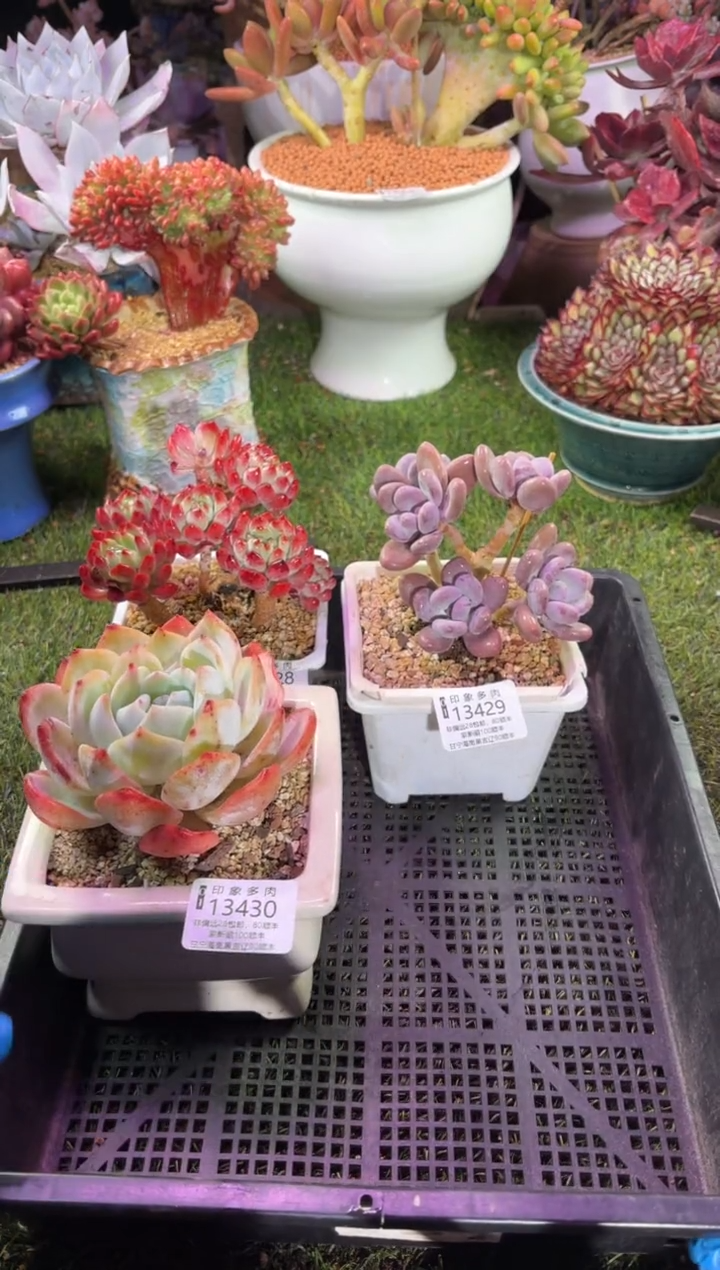 【闪购商品】13430