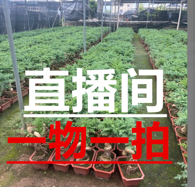 室内外绿植四季常青澳洲衫耐寒旱一物一拍