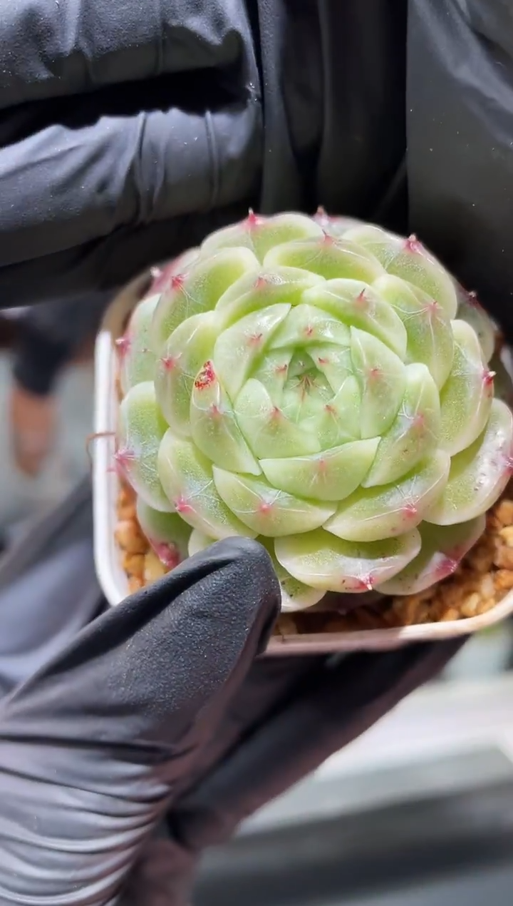 闪购445 超级红翡多肉一颗  4-4.5厘米