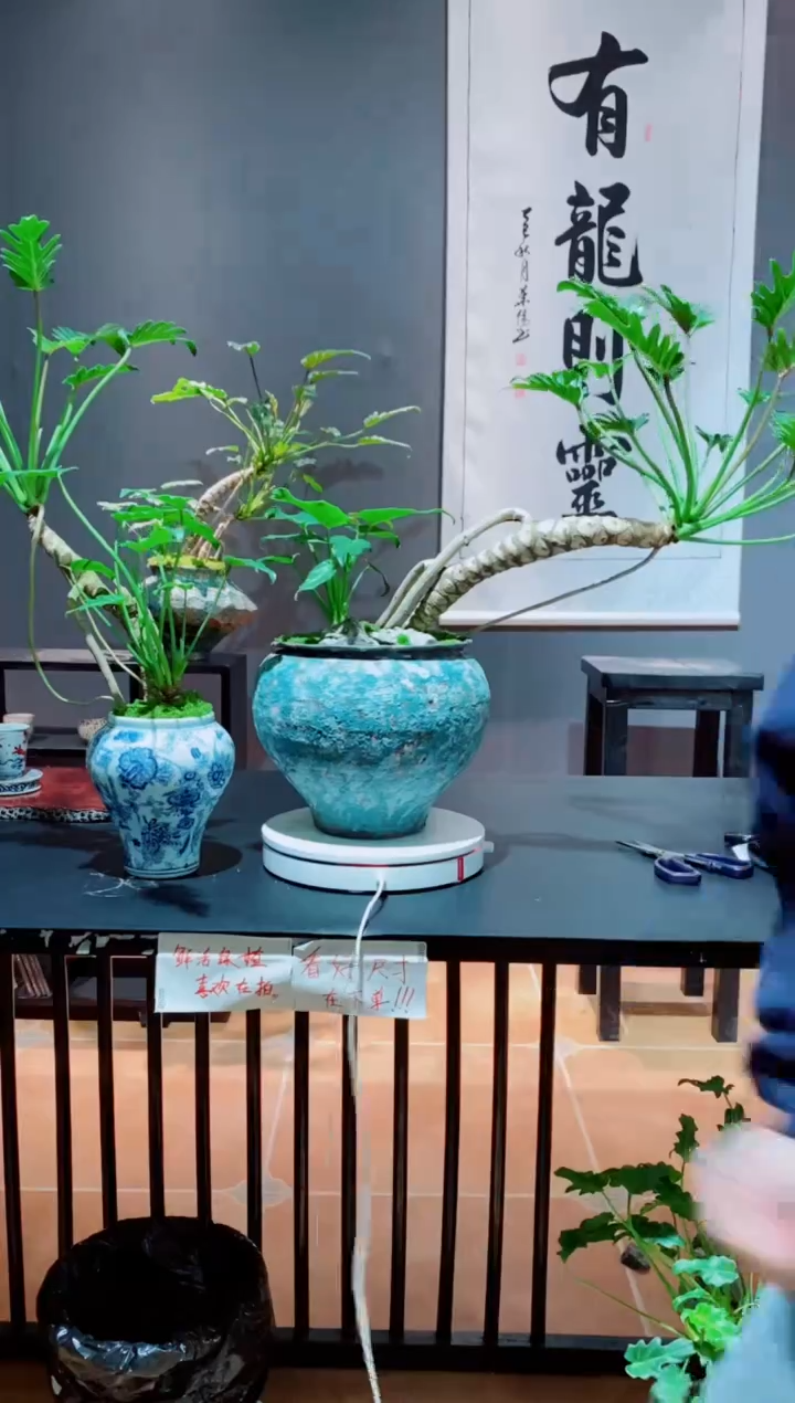 完全开放老桩龙鳞小天使