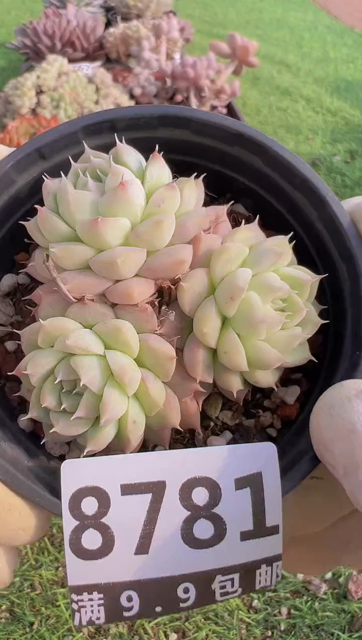 【闪购商品】信福多肉一物一拍