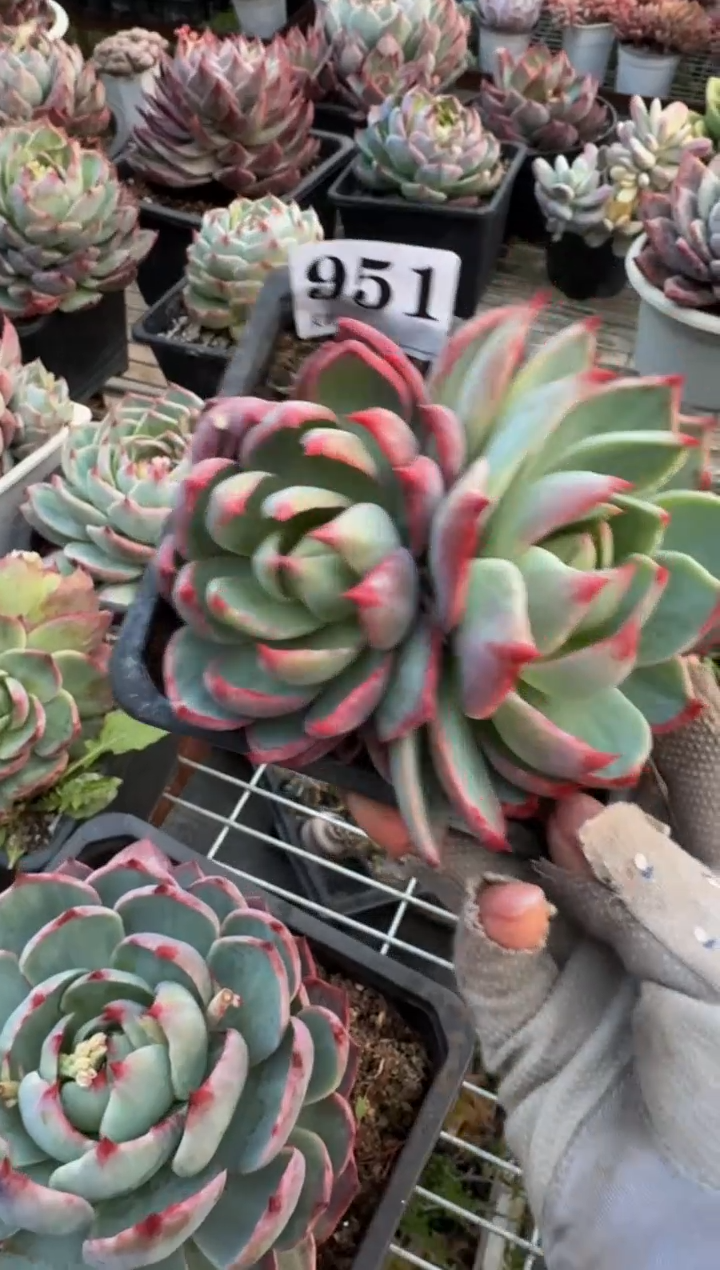 【闪购商品】951惊鸿仙子（不包整）