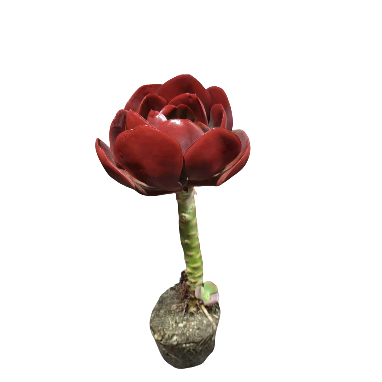 精品多肉 单头大唐玫瑰