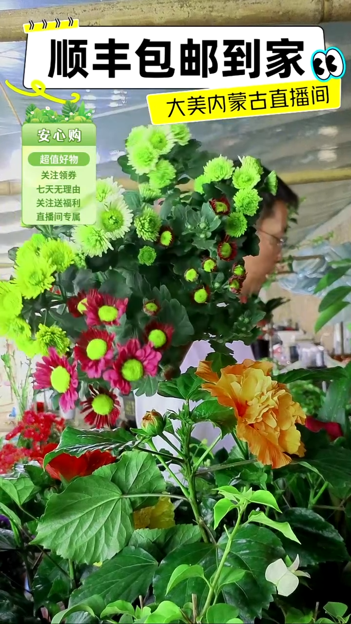 完全开放三色小雏菊