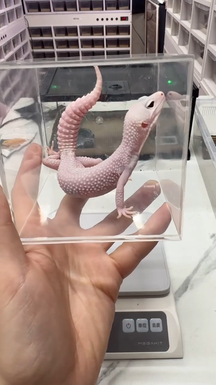 豹纹守宫暴超级雪花恶魔白酒