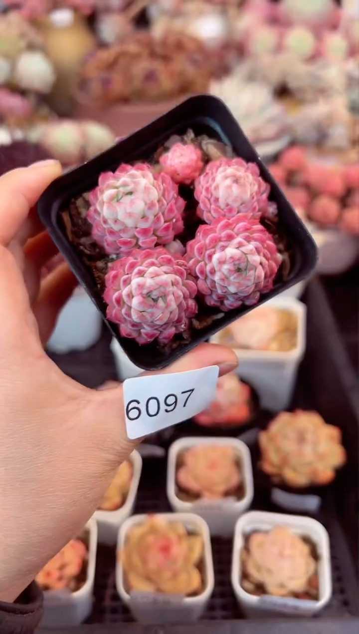 【闪购商品】6097群生羊脂球多肉（带盆）