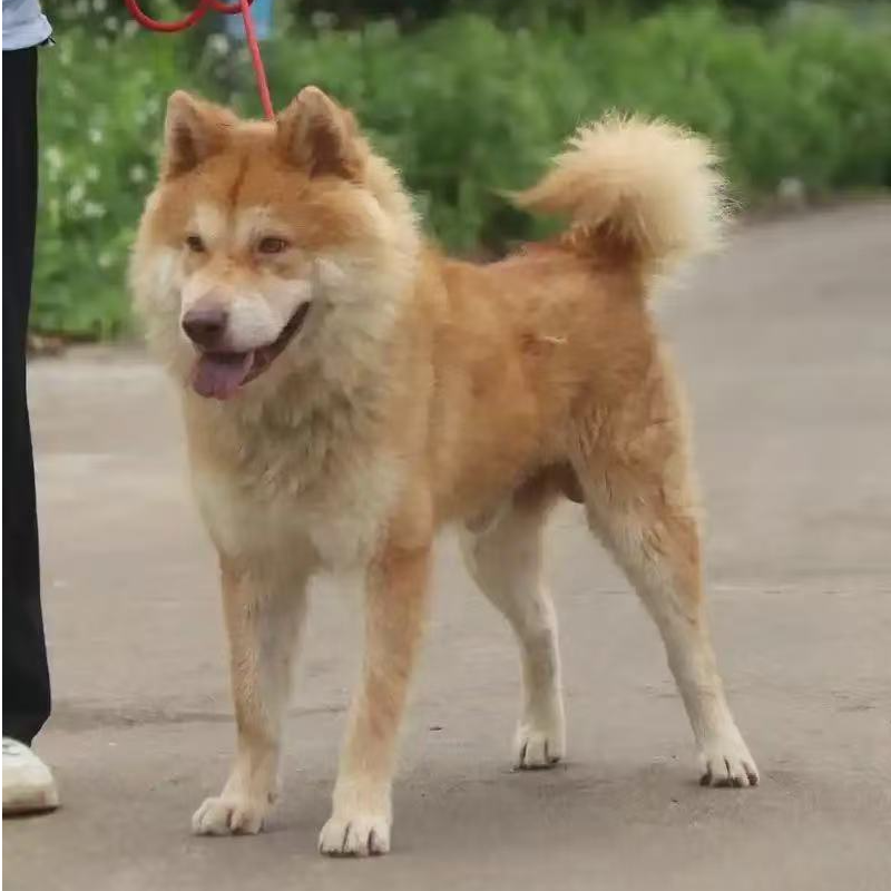 中华田园犬 黄狗白面 五黑 土松 四眼铁包金 宠物活体链接