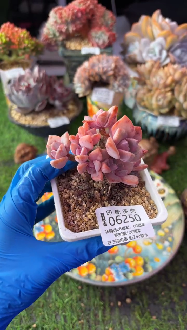 昆明印象多肉06250