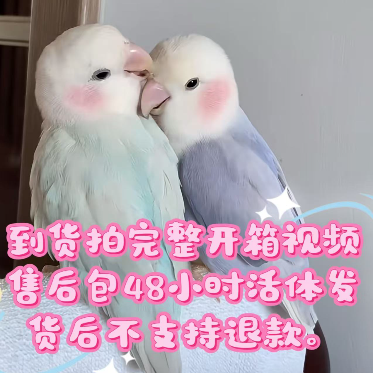 手养半毛亲人牡丹鹦鹉活体观赏鸟