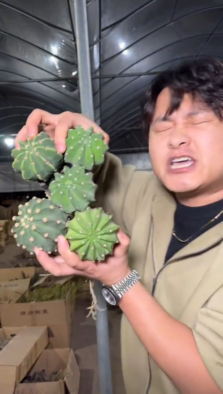 5颗 实生根 短毛丸 4-6cm