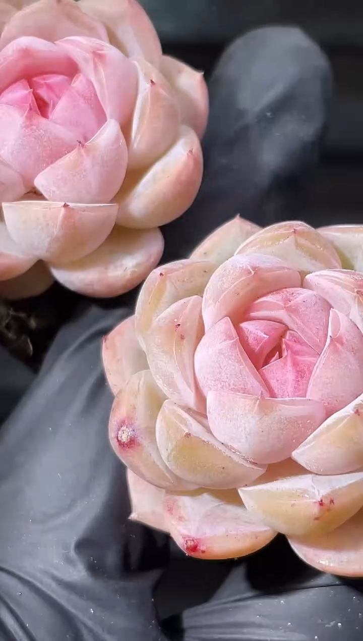 26-25暖阳2-3厘米量拍发一颗