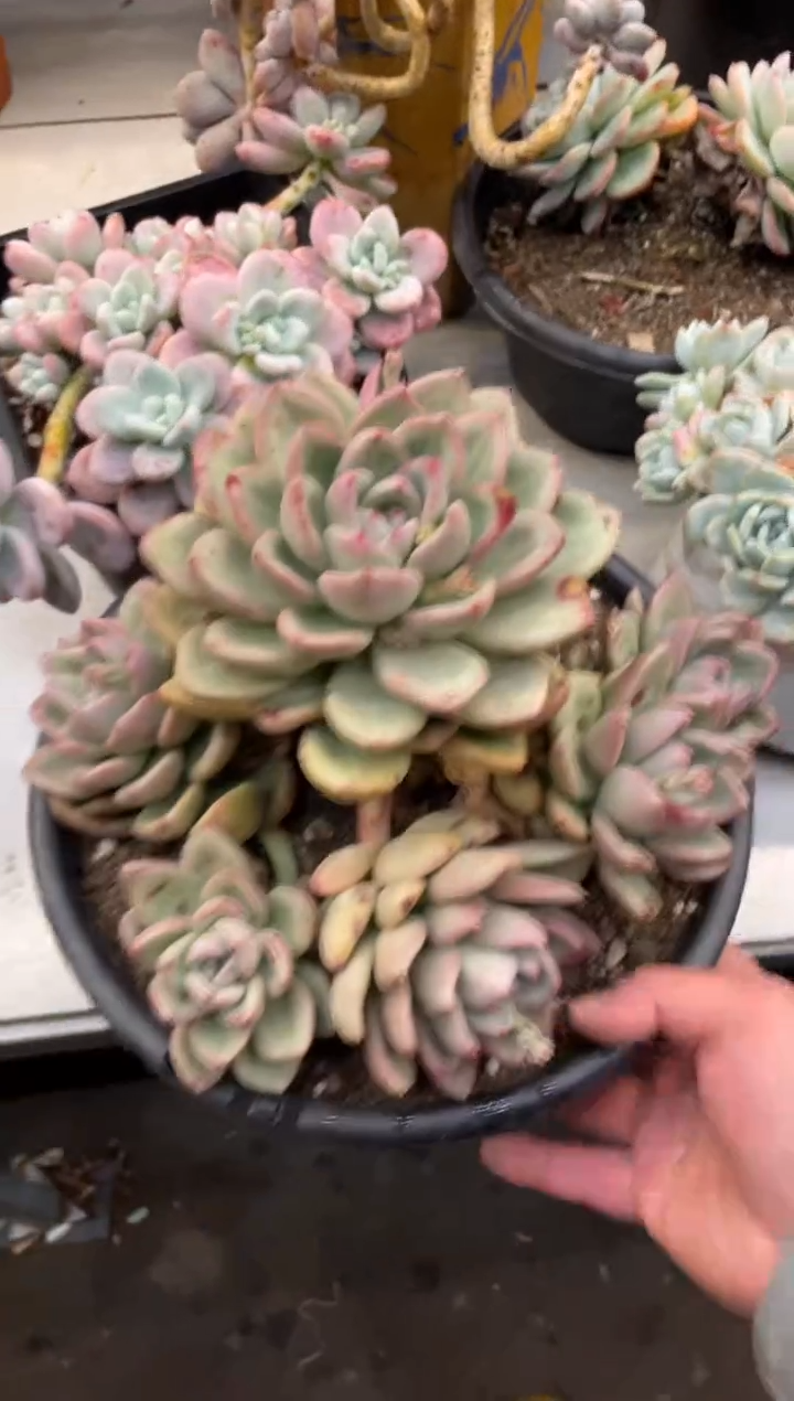 【闪购商品】1-91奶油鳄梨