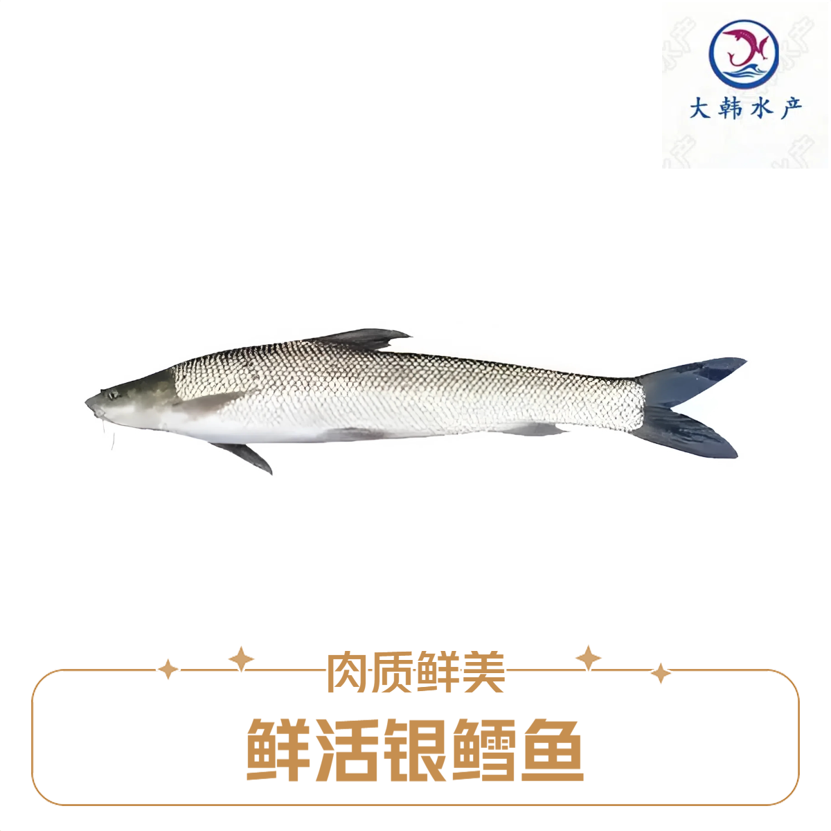 鲜活银鳕鱼（1100g-1250g/条）