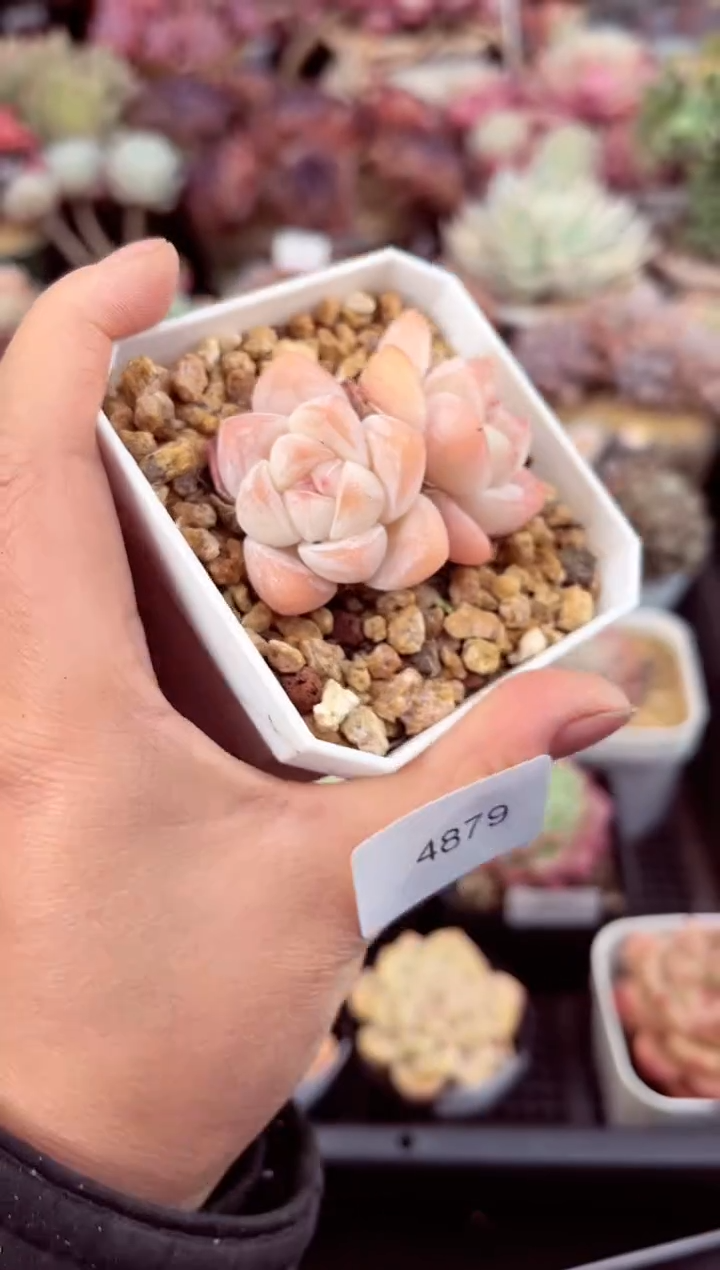 【闪购商品】4879双头冰玉多肉