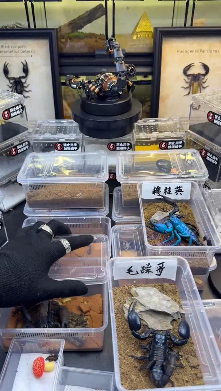 雨林蝎重炮手林神异距蝎