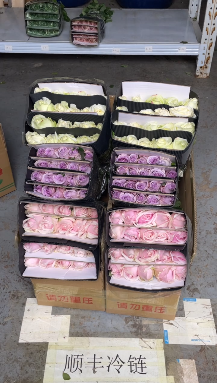 粉红20枝+紫霞20枝+白雪山20枝