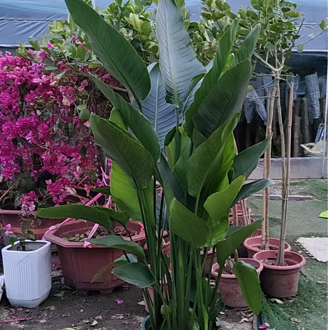 大棵天堂鸟招财大型绿植客厅好养绿植净化空气基地原盆    一盆