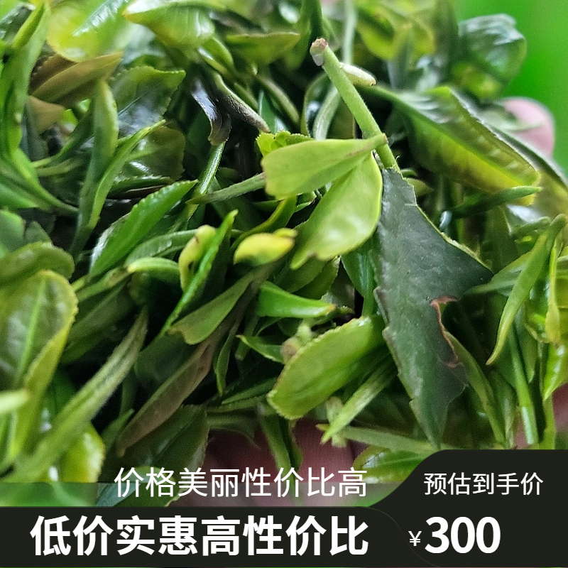 曼瑞春正宗日照绿茶2025年新茶4月21号炒制