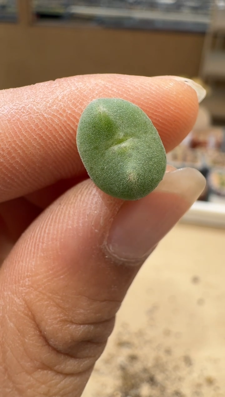 多肉植物肉锥5-72