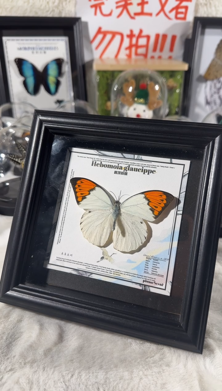 玻璃鹤顶粉蝶相框新款