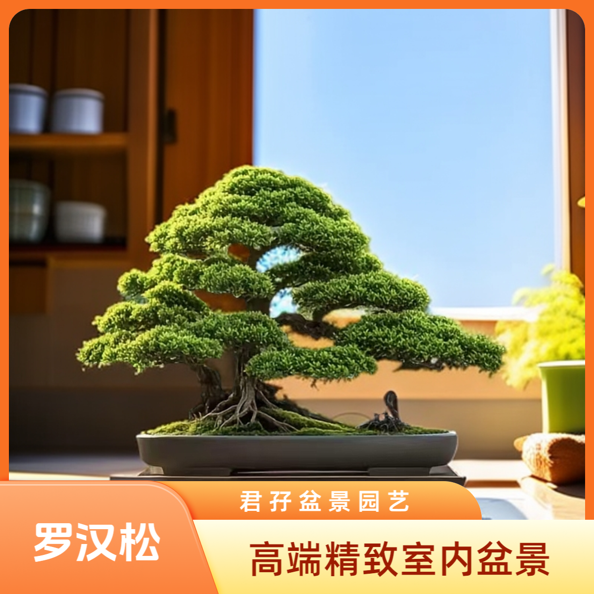 客厅四季真树大型大型真正迎客松客厅客厅迎客松盆景植物罗汉松