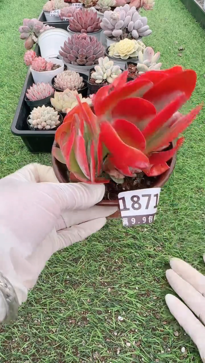 【闪购商品】信福多肉一物一拍