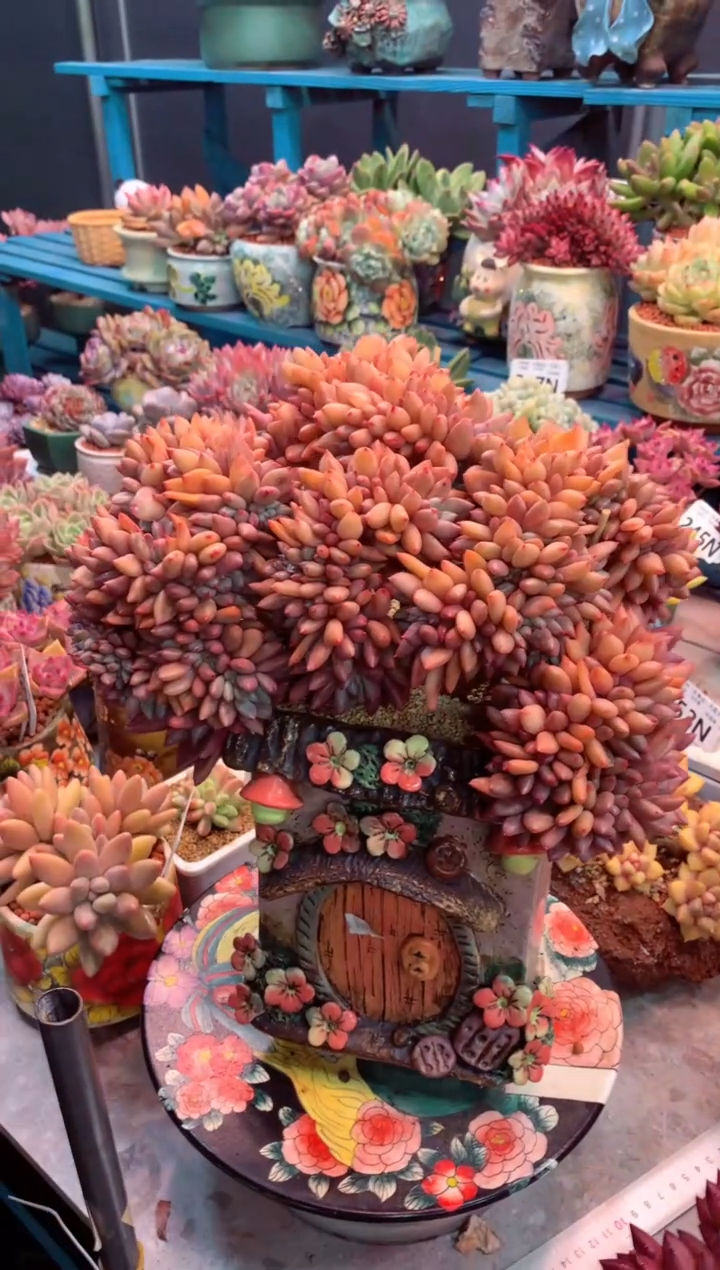 熊**人7403 带盆价 走物流