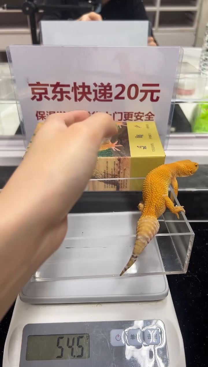 豹纹守宫030豹纹守