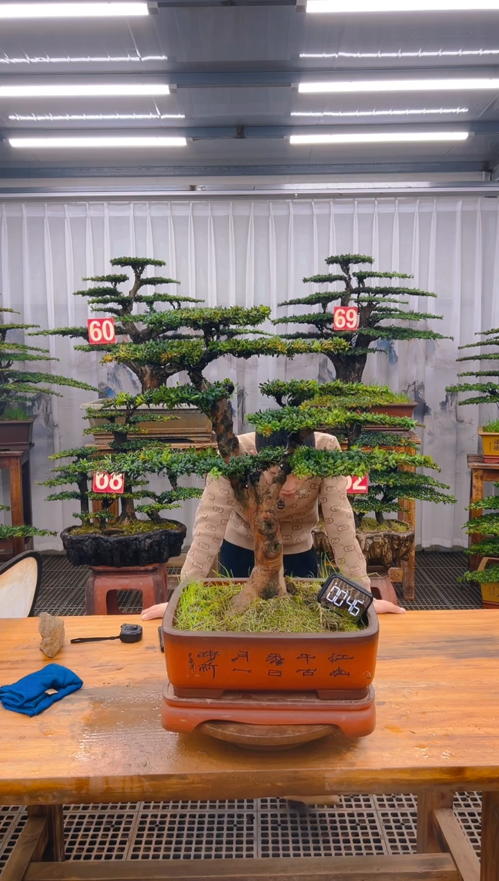 【闪购商品】紫砂精品盆景直播间一物一拍