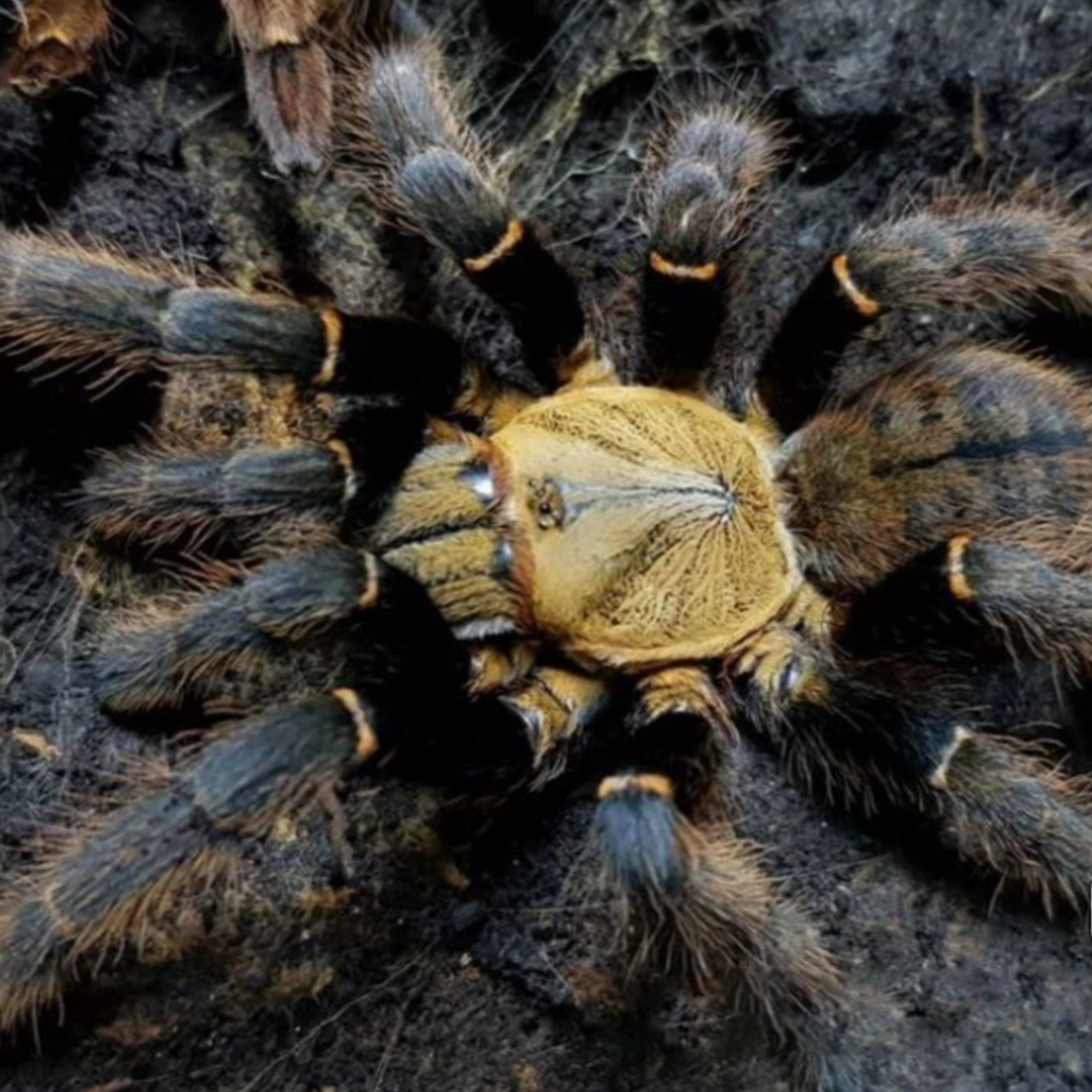 胡志明地老虎宠物蜘蛛越南稀有高端收藏品种