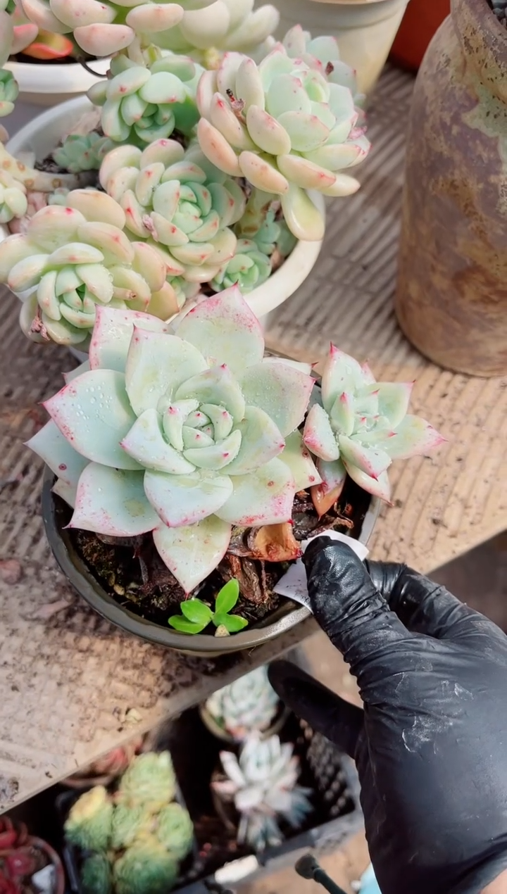 【闪购商品】04397