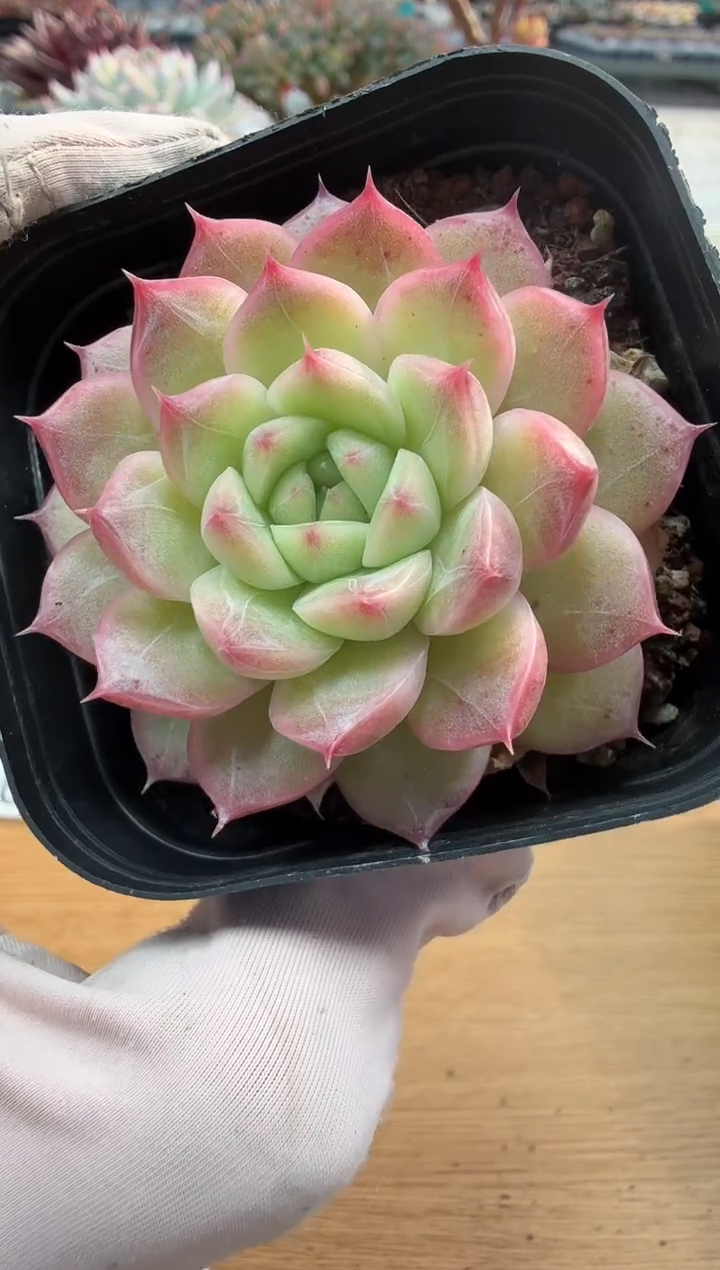 东云多肉园二店-180