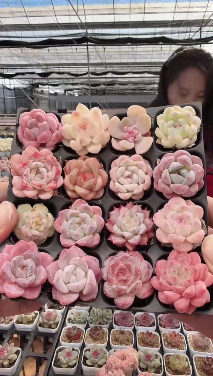 东云多肉园新款-81