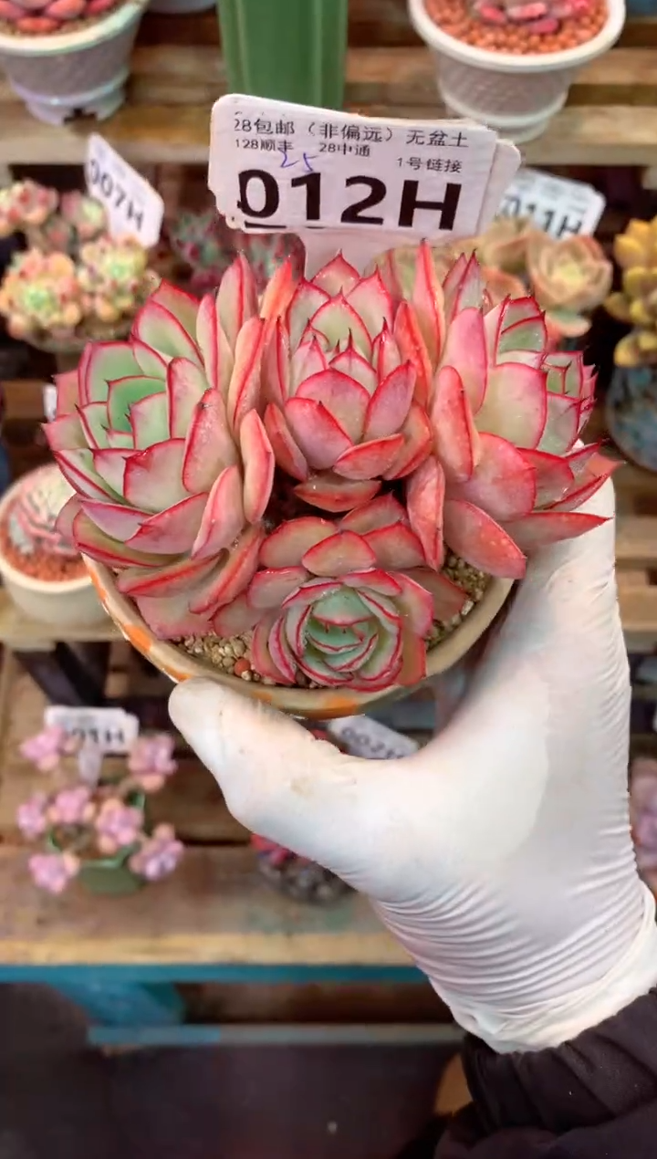 012H（一物一拍，精品多肉，w所见即所得 ）