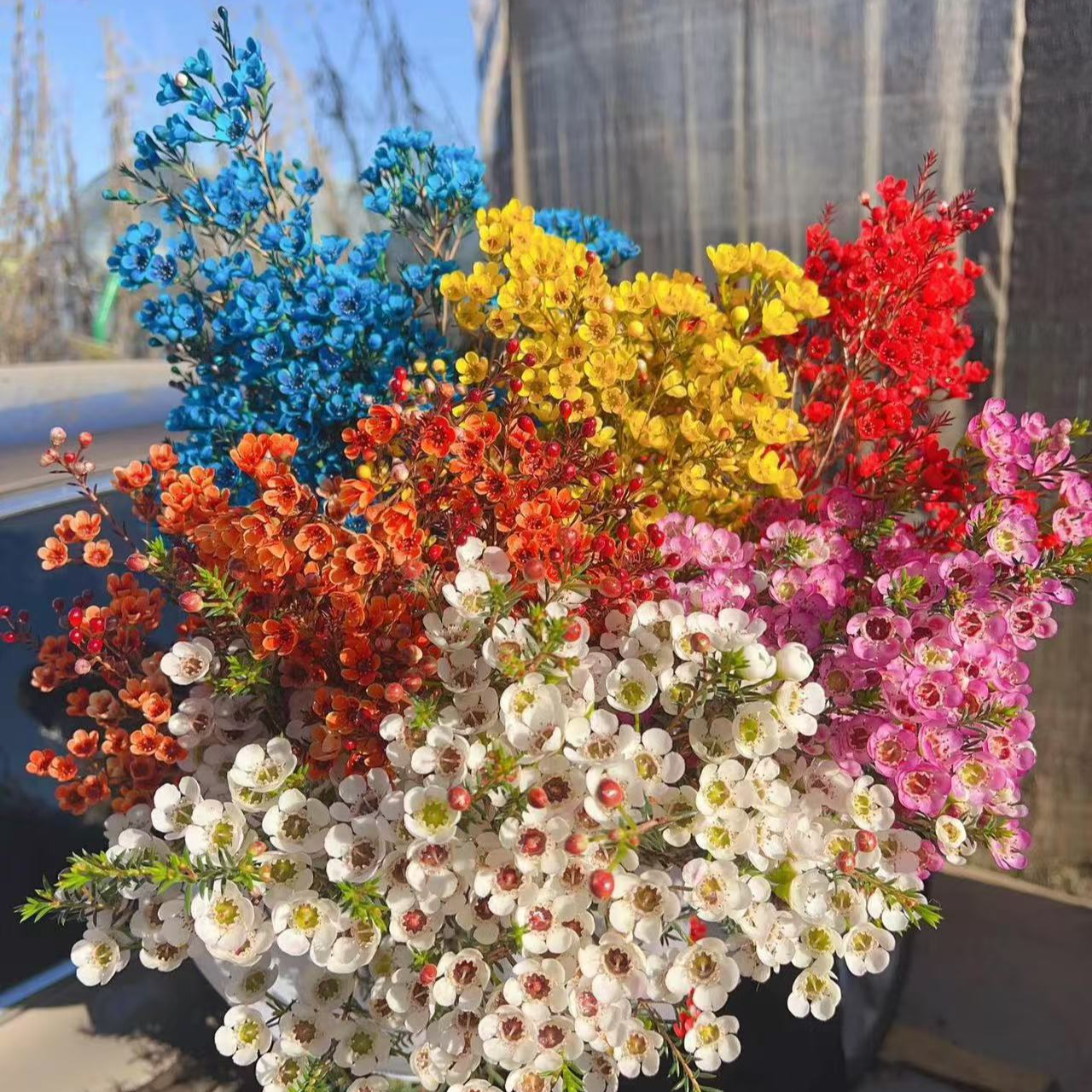 月姐专属『腊梅』家居养花 腊梅鲜花次日达 养护教程联系客服