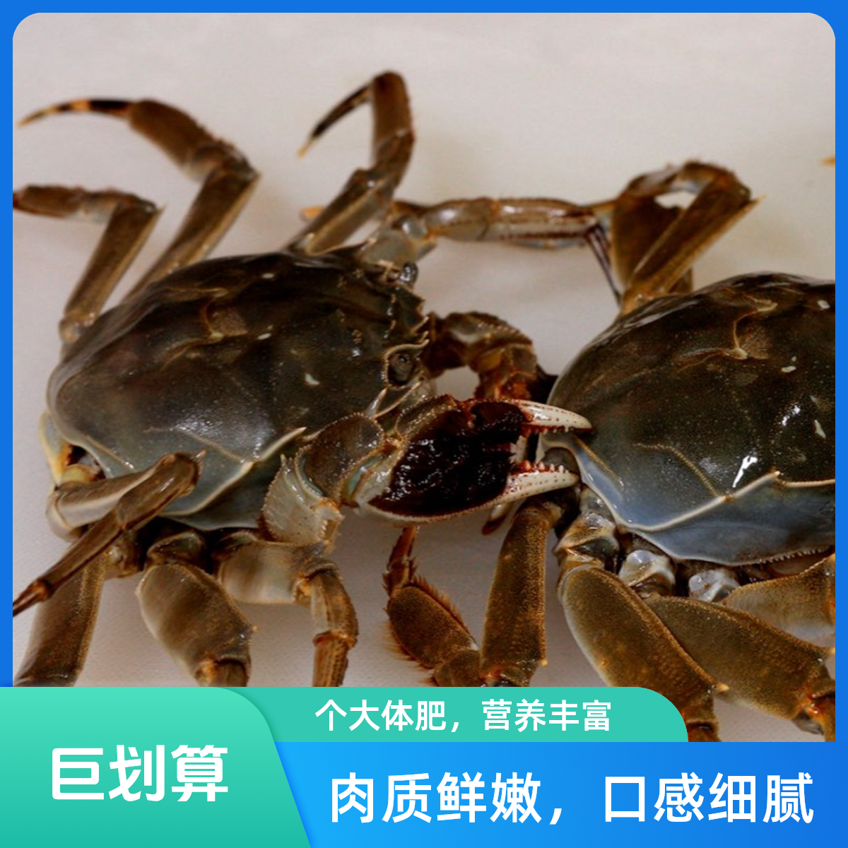 【鲜活/礼盒】大闸蟹{保活}母2.5两/只/共10只
