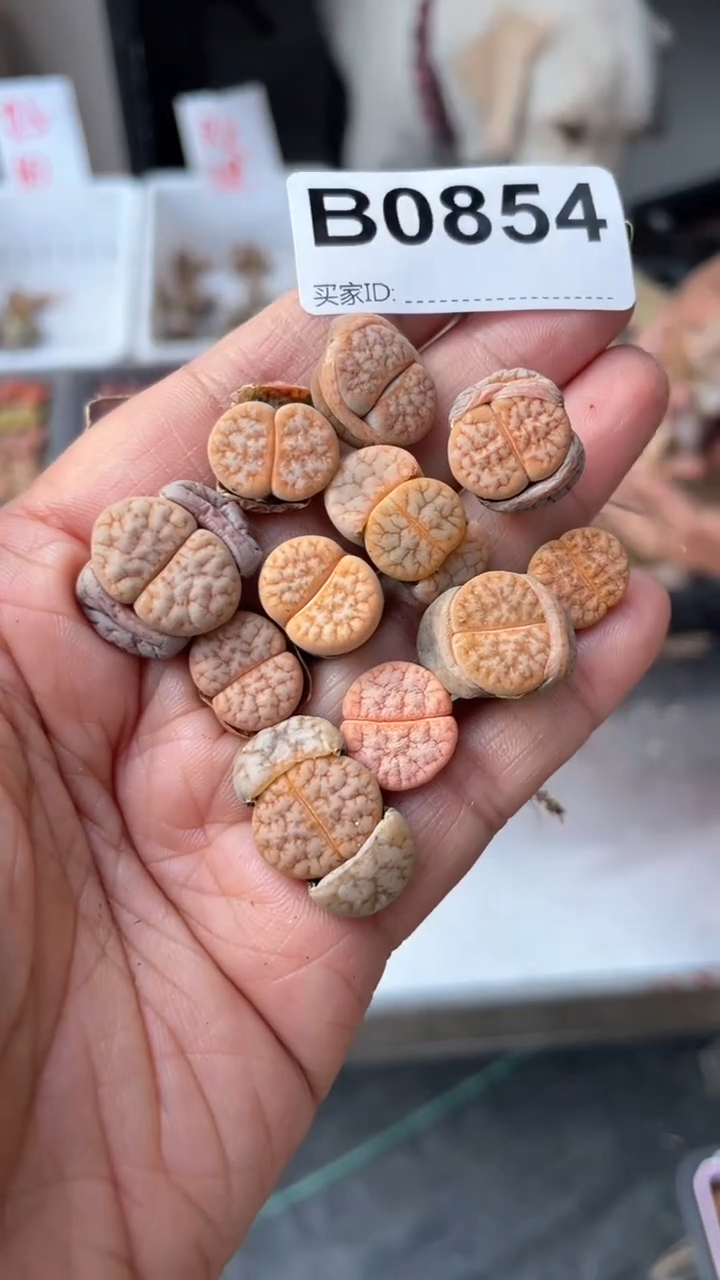 【闪购商品】0854 直播一物一拍