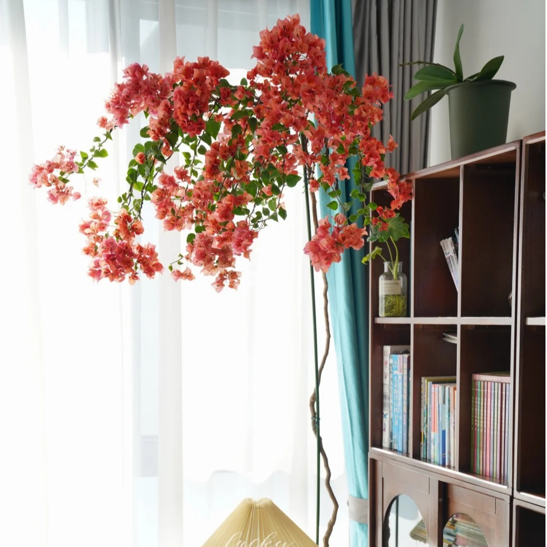 【一物一拍】精品老桩高飘意境勤花三角梅